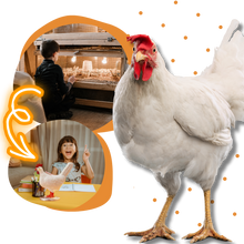 Load image into Gallery viewer, Lampada accogliente a forma di uovo di gallina - Ozerty