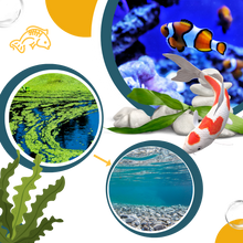 Load image into Gallery viewer, Alghicida preventivo per acquari - Ozerty