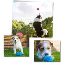 Load image into Gallery viewer, Palla mobile automatica per cani con coperture intercambiabili - Ozerty
